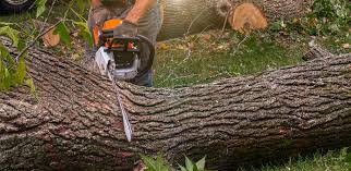 How Our Tree Care Process Works  in Pulaski, WI