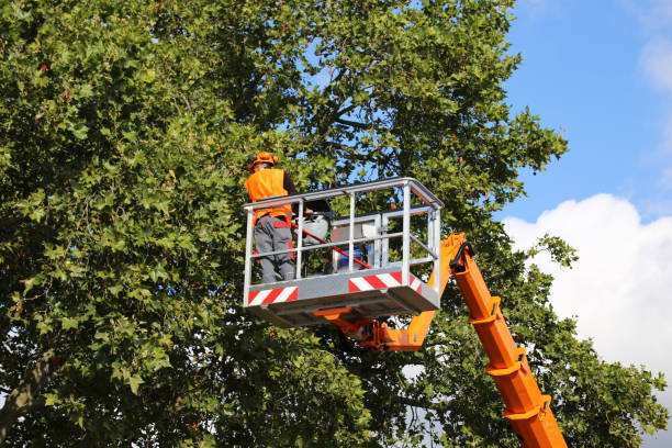 Trusted Pulaski, WI Tree Services Experts